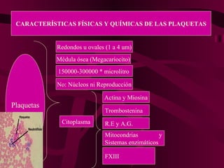 CARACTERÍSTICAS FÍSICAS Y QUÍMICAS DE LAS PLAQUETAS Plaquetas Redondos u ovales (1 a 4 um) Médula ósea (Megacariocito) 150000-300000 * microlitro No: Núcleos ni Reproducción Citoplasma Actina y Miosina Trombostenina R.E y A.G. Mitocondrias y Sistemas enzimáticos FXIII 