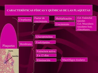CARACTERÍSTICAS FÍSICAS Y QUÍMICAS DE LAS PLAQUETAS Plaquetas Citoplasma Factor de crecimiento Multiplicación Glucoproteínas -Cel. Endotelial vascular. -Cel. Musculares vasculares lisas. -Fibroblastos. Crecimiento Membrana Fosfolípidos Estructura activa 8 a 12 días Eliminación Macrófagos tisulares 
