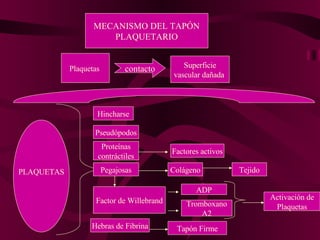 Plaquetas  Superficie vascular dañada  MECANISMO DEL TAPÓN PLAQUETARIO contacto PLAQUETAS Hincharse Pseudópodos Proteínas contráctiles Factores activos Pegajosas Colágeno Tejido Factor de Willebrand ADP Tromboxano A2 Activación de Plaquetas Hebras de Fibrina Tapón Firme 