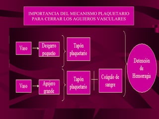 IMPORTANCIA DEL MECANISMO PLAQUETARIO PARA CERRAR LOS AGUJEROS VASCULARES Vaso Desgarro pequeño Tapón plaquetario Vaso Agujero grande Tapón plaquetario Coágulo de sangre Detención de Hemorragia 