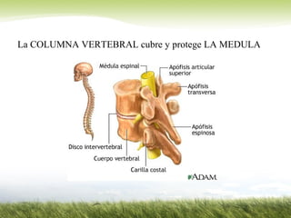 La COLUMNA VERTEBRAL cubre y protege LA MEDULA
 