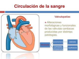 Circulación de la sangre

                              Valvulopatías

                   Alteraciones
                  morfológicas y funcionales
                  de las válvulas cardiacas
                  producidas por distintas
                  patologias.

                            estrechamiento    estenosis

            Valvulopatías
                              incapacidad
                             para cerrarse   insuficiencia
                            completamente
 