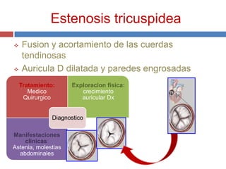 Estenosis tricuspidea
   Fusion y acortamiento de las cuerdas
    tendinosas
   Auricula D dilatada y paredes engrosadas
    Tratamiento:     Exploracion fisica:
       Medico           crecimiento
     Quirurgico         auricular Dx


               Diagnostico

Manifestaciones
    clinicas:
Astenia, molestias
  abdominales
 