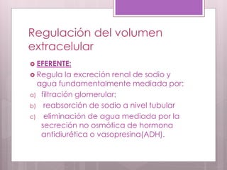 Regulación del volumen
extracelular
 EFERENTE:
 Regula la excreción renal de sodio y
agua fundamentalmente mediada por:
a) filtración glomerular;
b) reabsorción de sodio a nivel tubular
c) eliminación de agua mediada por la
secreción no osmótica de hormona
antidiurética o vasopresina(ADH).
 