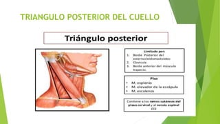 TRIANGULO POSTERIOR DEL CUELLO
 