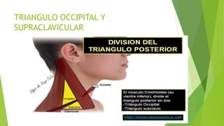 TRIANGULO OCCIPITAL Y
SUPRACLAVICULAR
 