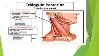 TRIANGULO OCCIPITAL
 