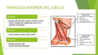TRIANGULO ANTERIOR DEL CUELLO
• borde inferiod del maxilar inferio y una
linea trazada del ángulo de este a la
apofisis mastoides
Superior:
• Línea media anterio del cuello
Anterior:
• borde anterior del
esternocleidomastoideo
Posterior:
 