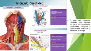  El piso del triángulos
carotídeo está formado
por parte de los músculos
tirohioideos, hiogloso y
constrictores inferiores y
medio de la faringe.
 