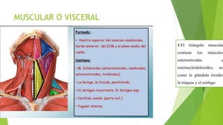 MUSCULAR O VISCERAL
4.El triángulo muscular
contiene los músculos
esternotiroides y
esternocleidohioideo, asi
como la glándula tiroides
la tráquea y el esófago.
 