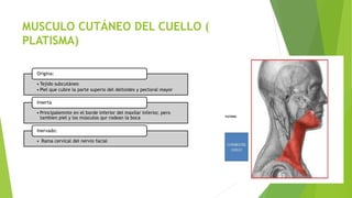 MUSCULO CUTÁNEO DEL CUELLO (
PLATISMA)
• Tejido subcutáneo
• Piel que cubre la parte superio del deltoides y pectoral mayor
Origina:
• Principalemnte en el borde inferior del maxilar inferior, pero
tambien piel y los músculos qur rodean la boca
Inserta
• Rama cervical del nervio facial
Inervado:
 