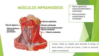 MÚSCULOS INFRAHIODEOS  Plano superficial:
esternocleidohioideo y
omohioideo
 Plano profundo:
ternotiroideo y
tirohioideo
Acción: Actúan en conjunto para descender la laringe, el
hueso hioides y el piso de la boca, o evitar su elevación,
según la circunstancia.
 