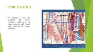 TERNOTIROIDEO
 Se inserta en la cara
posterior del primer
cartílago costal y en la
cara posterior del mango
del esternón al escudo
tiroideo
 