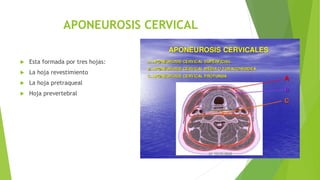 APONEUROSIS CERVICAL
 Esta formada por tres hojas:
 La hoja revestimiento
 La hoja pretraqueal
 Hoja prevertebral
 