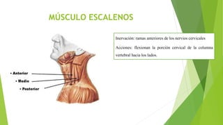 MÚSCULO ESCALENOS
Inervación: ramas anteriores de los nervios cervicales
Acciones: flexionan la porción cervical de la columna
vertebral hacia los lados.
 