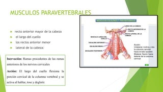 MUSCULOS PARAVERTEBRALES
 recto anterior mayor de la cabeza
 el largo del cuello
 los rectos anterior menor
 lateral de la cabeza:
Inervación: Ramas procedentes de las ramas
anteriores de los nervios cervicales
Acción: El largo del cuello flexiona la
porción cervical de la columna vertebral y se
activa al hablar, tose y deglutir.
 