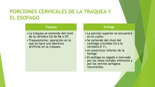 PORCIONES CERVICALES DE LA TRAQUEA Y
EL ESOFAGO
Traquea
• La tráquea se extiende del nivel
de la vértebra C6 de D6 o D7.
• Traqueotomía: operación en la
que se hace una abertura
artificial en la traquea.
Esófago
• La porción superior se encuentra
en el cuello.
• Se extiende del nivel del
cartílago cricoides C6 a la
vertebra D 11,
• el constrictor inferior de la
faringe
• El esófago es regado e inervado
por los vasos tiroides inferiores y
por los nervios laríngeos
recurrentes.
 