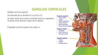 GANGLIOS CERVICALES
Ganglio cervical superior
Se extiende de la vértebra Cl a la C2 o C3.
Se ubica atrás de la arteria carótida interna y adelante del
musculo recto anterior mayor de Ia cabeza.
El ganglio cervical superior da origen a:
 