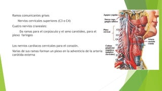 Ramos comunicantes grises
Nervios cervicales superiores (C3 o C4)
Cuatro nervios craneales:
Da ramas para el corpúsculo y el seno carotideo, para el
plexo faríngeo
Los nervios cardiacos cervicales para el corazón.
Varias de sus ramas forman un plexo en la adventicia de Ia arteria
carótida externa
 