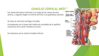 GANGLIO CERVICAL MEDIO
Las ramas del plexo continúan a lo largo de las ramas de esta
arteria, y algunas llegan en último término a las glándulas salivales
Se sitúa al nivel del cartílago cricoides
Corresponde con el plano del tubérculo carotídeo de la apófisis
transversa de la sexta vértebra cervical
Se relaciona con la arteria tiroidea inferior
 