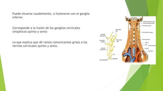 Puede situarse caudalmente, o fusionarse con el ganglio
inferior
Corresponde a la fusión de los ganglios cervicales
simpáticos quinto y sexto
Lo que explica que dé ramos comunicantes grises a los
nervios cervicales quinto y sexto.
 