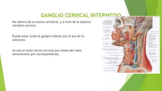 GANGLIO CERVICAL INTERMEDIO
Por dentro de la arteria vertebral, y a nivel de la séptima
vértebra cervical
Puede estar unido al ganglio inferior por el asa de la
subclavia.
Se une al sexto nervio cervical por medio del ramo
comunicante gris correspondiente.
 