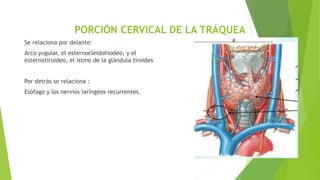 PORCIÓN CERVICAL DE LA TRÁQUEA
Se relaciona por delante:
Arco yugular, el esternocleidohiodeo, y el
esternotiroideo, el istmo de la glándula tiroides
Por detrás se relaciona :
Esófago y los nervios laríngeos recurrentes.
 