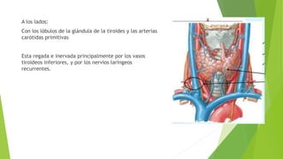 A los lados:
Con los lóbulos de la glándula de la tiroides y las arterias
carótidas primitivas
Esta regada e inervada principalmente por los vasos
tiroideos inferiores, y por los nervios laríngeos
recurrentes.
 