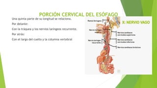 PORCIÓN CERVICAL DEL ESÓFAGO
Una quinta parte de su longitud se relaciona.
Por delante:
Con la tráquea y los nervios laríngeos recurrente.
Por atrás:
Con el largo del cuello y la columna vertebral
 