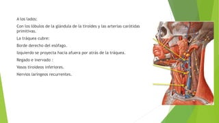 A los lados:
Con los lóbulos de la glándula de la tiroides y las arterias carótidas
primitivas.
La tráquea cubre:
Borde derecho del esófago.
Izquierdo se proyecta hacia afuera por atrás de la tráquea.
Regado e inervado :
Vasos tiroideos inferiores.
Nervios laríngeos recurrentes.
 