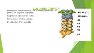COLUMNA CERVICALExisten siete huesos cervicales, con ocho nervios espinales, en
general son pequeños y delicados.
Sus procesos espinosos son cortos.
Nombrados de cefálico a caudal:
C1 a C7, Atlas (C1) y Axis (C2).
 