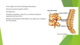 En la región cervical se distingue dos partes:
Columna cervical superior (CCA):
Formada por:
Cóndilos occipitales, atlas (C1) y carillas articulares
superiores del axis (C2),
Realizan movimientos cibernéticos, de ajuste con 3 grados
de movimiento.
 