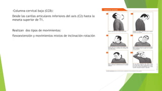 -Columna cervical baja (CCB):
Desde las carillas articulares inferiores del axis (C2) hasta la
meseta superior de T1.
Realizan dos tipos de movimientos:
flexoextensión y movimientos mixtos de inclinación-rotación
 