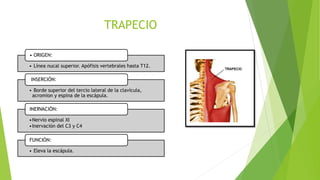TRAPECIO
• Línea nucal superior. Apófisis vertebrales hasta T12.
• ORIGEN:
• Borde superior del tercio lateral de la clavícula,
acromion y espina de la escápula.
INSERCIÓN:
•Nervio espinal XI
•Inervación del C3 y C4
INERVACIÓN:
• Eleva la escápula.
FUNCIÓN:
 