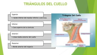 TRIÁNGULOS DEL CUELLO
• borde inferior del maxilar inferior y una línea
Superior
• Cara superiro de la clavícula
Inferior:
• Línea media anterior del cuello
Anterior:
• Borde anterior del trapecio
Posterior:
 