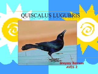 QUISCALUS LUGUBRIS

Greyssy Barraza
AVES 2

 