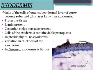EXODERMIS
-Walls of the cells of outer subepidermal layer of cortex
become suberized ,this layer known as exodermis.
• Protective tissue
• Lignin present
• Casparian strips may also present
• Cells of the exodermis contain viable protoplasts .
• In pteridophytes, no exodermis
• Variation in thickness of the
exodermis:
• In Phoenix , exodermis is fibrous.
 