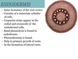 ENDODERMIS
• Inner boundary of the root cortex.
• Consists of a uniseriate cylinder
of cells.
• Casparian strips appear in the
radial and crosswalls of the
endodermal cells.
• Band plasmolysis is found in
endodermis.
• Plasmodesmata is found.
• Help in primary growth of roots.
• In the formation of lateral roots.
 