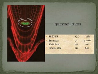 QUIESCENT CENTER
 SPECIES Q.C cells
 Zea mays 174 500-600
 Vicia faba 292 1100
 Sinapis alba 520 600
 