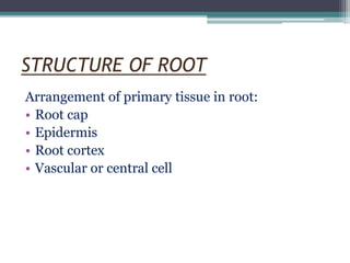 STRUCTURE OF ROOT
Arrangement of primary tissue in root:
• Root cap
• Epidermis
• Root cortex
• Vascular or central cell
 