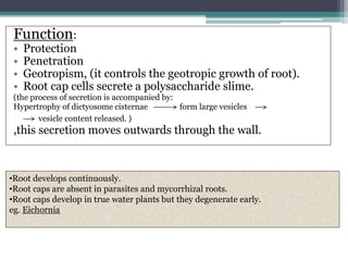 Function:
• Protection
• Penetration
• Geotropism, (it controls the geotropic growth of root).
• Root cap cells secrete a polysaccharide slime.
(the process of secretion is accompanied by:
Hypertrophy of dictyosome cisternae form large vesicles
vesicle content released. )
,this secretion moves outwards through the wall.
•Root develops continuously.
•Root caps are absent in parasites and mycorrhizal roots.
•Root caps develop in true water plants but they degenerate early.
eg. Eichornia
 