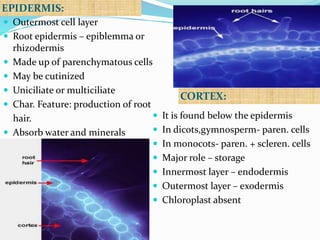 EPIDERMIS:
CORTEX:
 Outermost cell layer
 Root epidermis – epiblemma or
rhizodermis
 Made up of parenchymatous cells
 May be cutinized
 Uniciliate or multiciliate
 Char. Feature: production of root
hair.
 Absorb water and minerals
 It is found below the epidermis
 In dicots,gymnosperm- paren. cells
 In monocots- paren. + scleren. cells
 Major role – storage
 Innermost layer – endodermis
 Outermost layer – exodermis
 Chloroplast absent
 