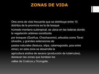 ZONAS DE VIDA
Otra zona de vida frecuente que se distribuye entre 10
distritos de la provincia es la de bosque
húmedo montano subtropical, se ubica en las laderas donde
la vegetación arbórea constituida
por bosques (Queñua, Chachacomo), arbustos como Tarwi
silvestre, y grandes extensiones de
pastos naturales (festuca, stipa, calamagrostis, poa entre
otros); en esta zona se desarrolla la
agricultura andina de secano (producción de tubérculos),
destacan las zonas que bordean los
valles de Ccatcca y Ocongate.
 