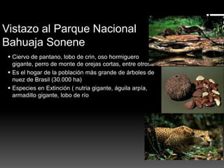 Vistazo al Parque Nacional
Bahuaja Sonene
 Ciervo de pantano, lobo de crin, oso hormiguero
gigante, perro de monte de orejas cortas, entre otros.
 Es el hogar de la población más grande de árboles de
nuez de Brasil (30.000 ha)
 Especies en Extinción ( nutria gigante, águila arpía,
armadillo gigante, lobo de río
 