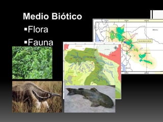 Medio Biótico
Flora
Fauna
 
