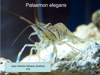 Palaemon elegans Juan Antonio Almena Jiménez 4-D 