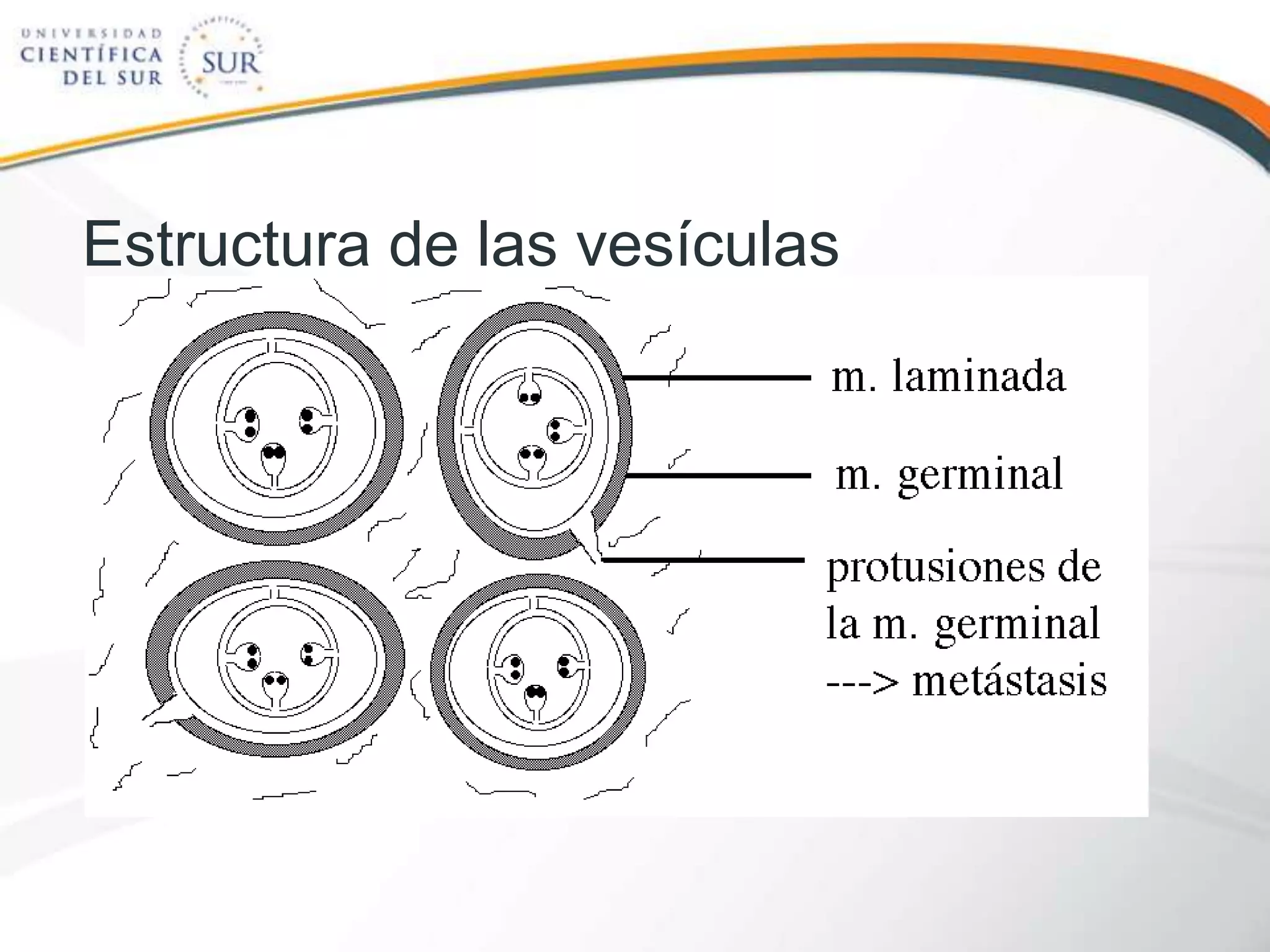 Estructura de las vesículas