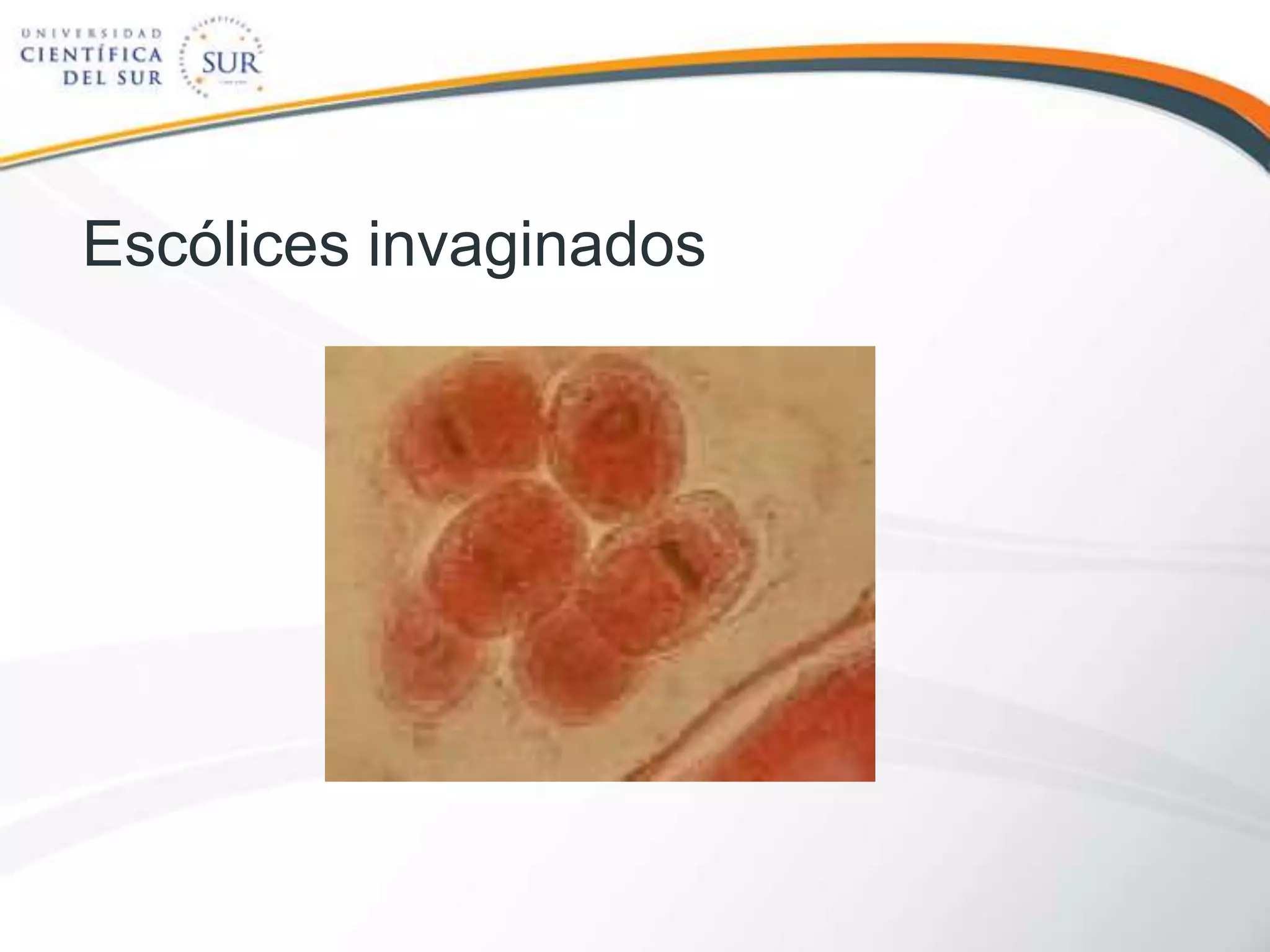 Escólices invaginados