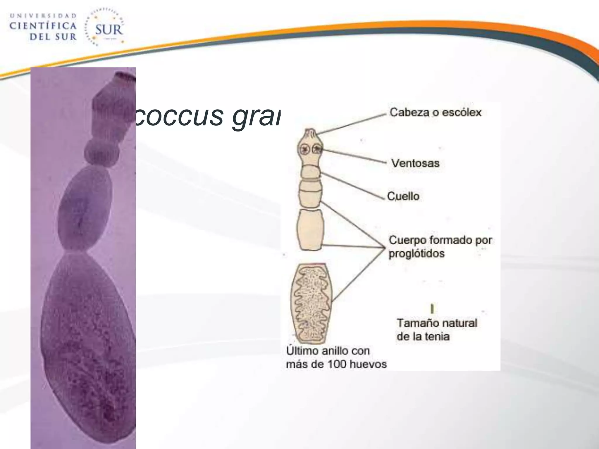 Echinococcus granulosus