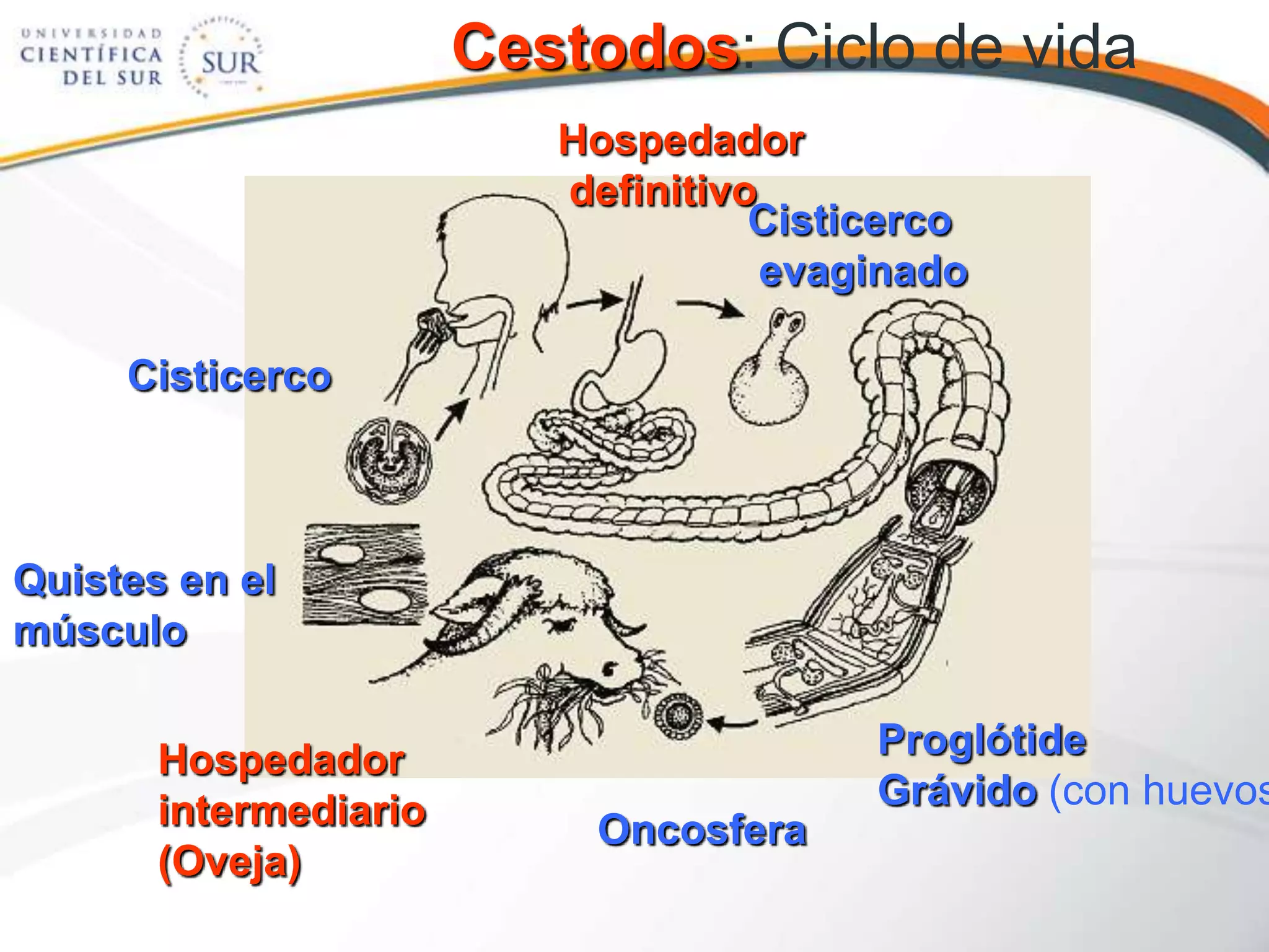Cestodos: Ciclo de vida
Hospedador
definitivo
Cisticerco
evaginado
Cisticerco
Quistes en el
músculo
Hospedador Proglótide
intermediario Grávido (con huevos
Oncosfera
(Oveja)